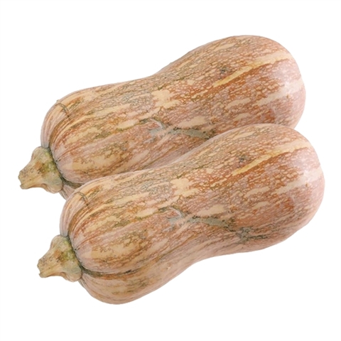 Bí đỏ