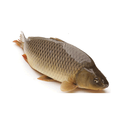 Cá chép > 2.5kg
