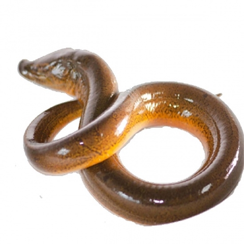 Lươn nguyên con (>10con/kg)