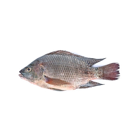 Cá rô phi >=1kg