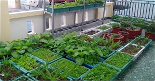 5 mô hình trồng rau sạch phù hợp với nhà chật