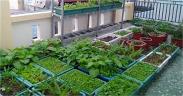 5 mô hình trồng rau sạch phù hợp với nhà chật